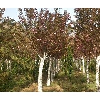 供應(yīng)1-30公分櫻花，日本櫻花，粉紅櫻花，白櫻花