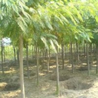 唐山苗木基地供應合歡樹