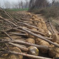 國槐.法桐.規(guī)格齊全