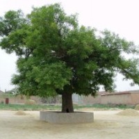 供應(yīng)白臘，批量供應(yīng)白臘，現(xiàn)貨400棵，7-8公分