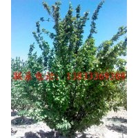京紅海棠樹(shù)