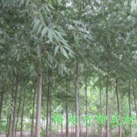 美國竹柳三號(hào) 竹柳3號(hào) 速生竹柳插條 正宗竹柳 特級(jí)種條