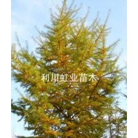 供應(yīng)湖北利川高山造林用落葉松落葉松小苗