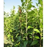 山東櫻花苗 櫻花苗價格