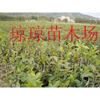 供應(yīng)岑溪軟枝油茶苗、紅花大果油茶苗（最新供應(yīng)）
