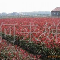 常年直銷香樟、紅葉石楠、海桐球