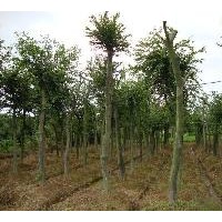 大量供應(yīng)句容樸樹