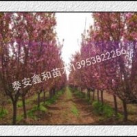 山東櫻花樹價格