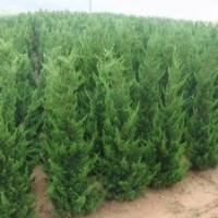 長(zhǎng)期大量供應(yīng)2米以上直生龍柏