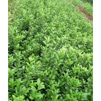 常年供應(yīng)大葉黃楊瓜子黃楊女貞衛(wèi)矛小檗法桐等綠化苗木