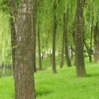 供應(yīng)優(yōu)質(zhì)柳樹，價格便宜，現(xiàn)場指樹