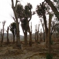 本地大量供應：18-50公分野生榔榆，還有部分50-90公分的野生榔榆