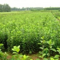 供應山西海棠苗，海棠苗價格，海棠苗圖片