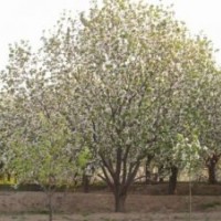 八棱海棠樹(shù)