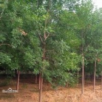 供白蠟、榆樹、國槐、柳樹等