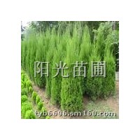 出售各種規(guī)格白皮松.側柏.核桃苗