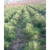 供應(yīng)一米白皮松 供應(yīng)白皮松