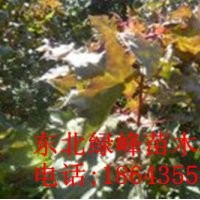 蒙古櫟苗 蒙古櫟種子，蒙古櫟苗價(jià)格，吉林蒙古櫟