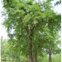 銷售5到80公分銀杏樹