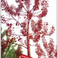 供應(yīng)紅葉楊低價(jià)出售國槐樹,法桐樹,白蠟樹