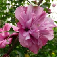 潢川優(yōu)質(zhì)木槿，河南木槿，木槿價(jià)格，低價(jià)木槿