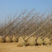 低價(jià)出售銀杏樹(shù)