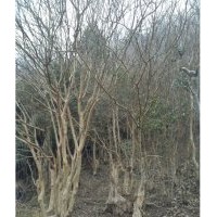供應(yīng)成年大公分紫薇，日本櫻花，香樟
