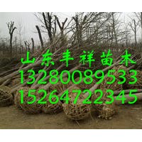 二十二公分國(guó)槐價(jià)格