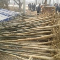 供應(yīng)山東小國(guó)槐，白蠟，2,5-3米裸根定桿