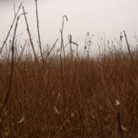 1.5米高紫薇苗批發(fā)價(jià)格50公分紫薇苗基地紫薇苗批發(fā)商