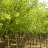 【精品推薦】供應(yīng)0.6-1.5cm國(guó)槐小苗，5-25cm平頭國(guó)槐，10-15cm原