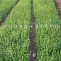 供應(yīng) 龍柏衛(wèi)矛、、金葉女貞、黃楊、金邊黃楊、紅葉小波、小葉女