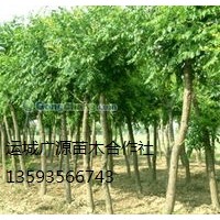 國槐出售、10-20公分國槐優(yōu)惠價(jià)格供應(yīng)