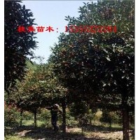 浙江桂花價格 金華桂花價格 桂花苗木供應