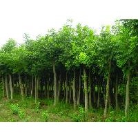 出售欒樹