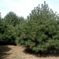 白皮松 油松 華山松