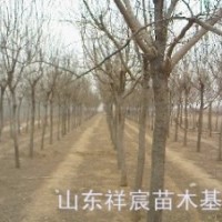 急售6-8公分國槐，大國槐小國槐價(jià)格