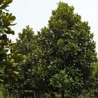 低價(jià)供應(yīng)廣玉蘭、合歡、法桐、紫葉李、紫薇等綠化苗木