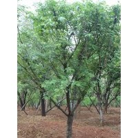 供應櫻花，紅葉李，玉蘭等多種苗木