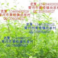 低價(jià)供應(yīng)流蘇、碧桃、榆葉梅、黃櫨、桂花、側(cè)柏等苗木