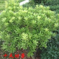 河南園林綠化苗圃基地供應(yīng)十大功勞、泡桐、桂花等綠化苗木