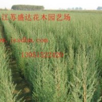 金葉女貞、紅葉小檗、塔柏、沙地柏、膠東衛(wèi)矛