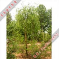 河北適合園林種植有垂柳價(jià)格