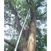 供應(yīng)大規(guī)格野生樟樹，野生香樟樹