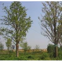 自產(chǎn)自銷長期供應雪松籽播苗