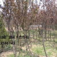 紫葉李出售、嫁接紫葉李優(yōu)惠價(jià)格供應(yīng)