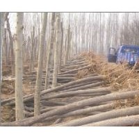 供應(yīng)國槐，國槐樹，國槐價(jià)格