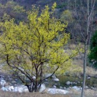 長(zhǎng)期供應(yīng)河南各種規(guī)格叢生、高桿山茱萸