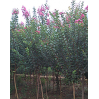 長(zhǎng)期低價(jià)供應(yīng)紫薇《百日紅》