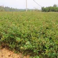 45萬(wàn)畝苗木直火棘.銷(xiāo)金絲桃.金絲梅.紅葉石楠.紅王子錦帶